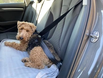 Trailstone dog seat belt large - afbeelding 2