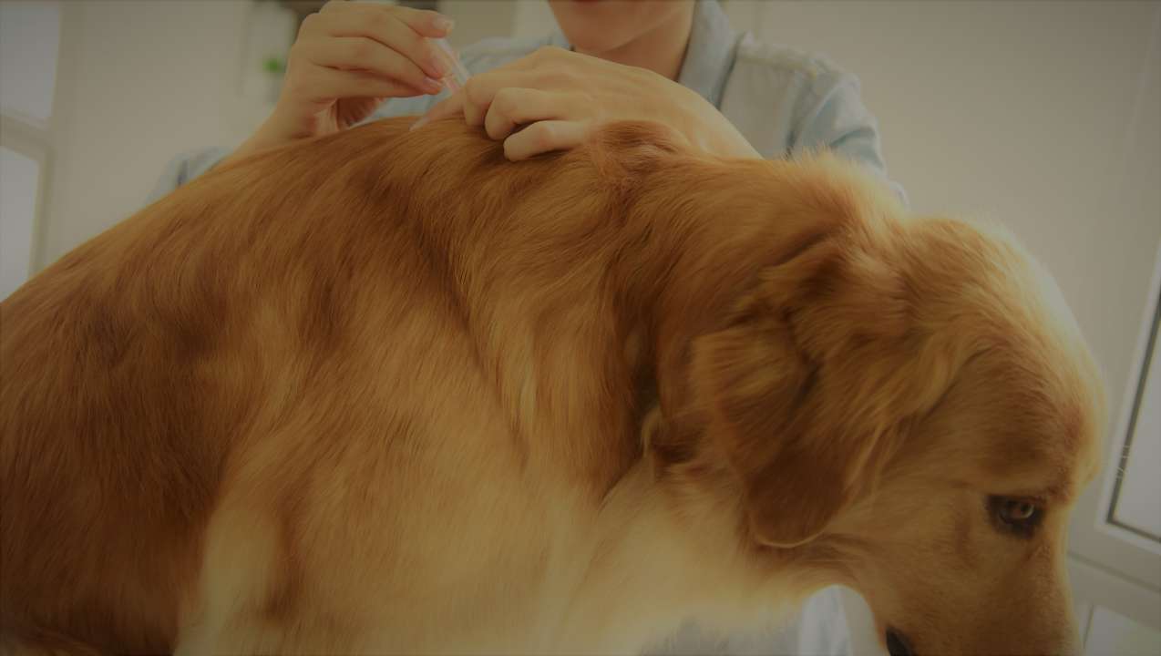 Anti Vlooien Hond
