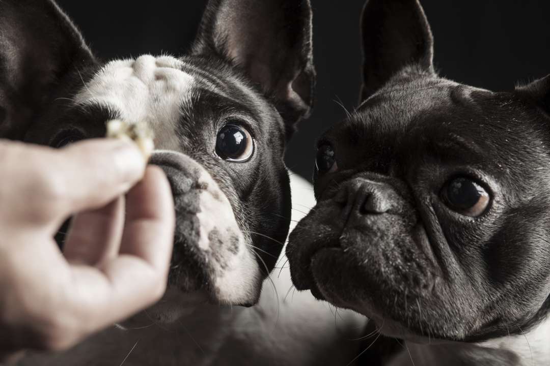 Boxby Dry Food