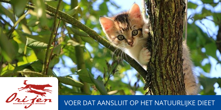 Goedkoop orijen kattenvoer kopen