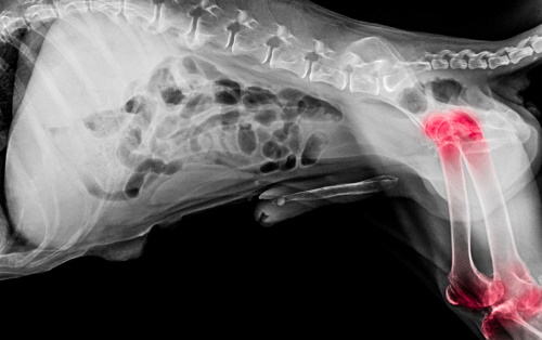 poeder dagboek financiën Artrose bij Hond | Symptomen & Pijnstillers | Petfooddiscount - Van Noord's  Dierenvoeders