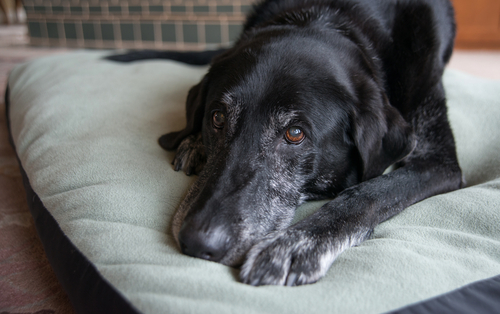 bij Hond | Symptomen & Pijnstillers Petfooddiscount - Van Noord's Dierenvoeders