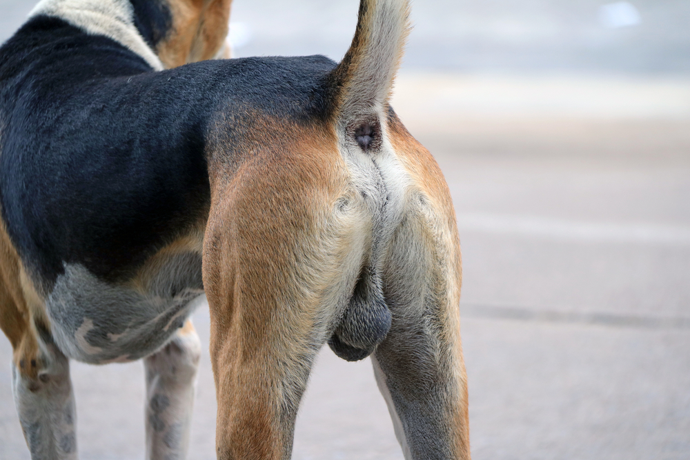 zelf verstopte anaalklieren bij hond legen