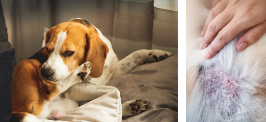 Bekende oorzaken van jeuk en krabben bij honden