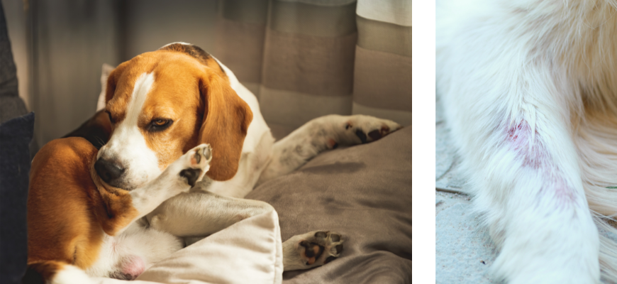 Oorzaak van schilfers bij hond vaak in verkeerde voeding