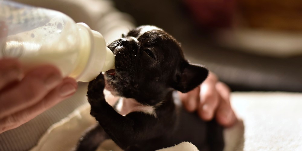 Puppymelk voor pasgeboren pups – Royal Canin & FarmFood