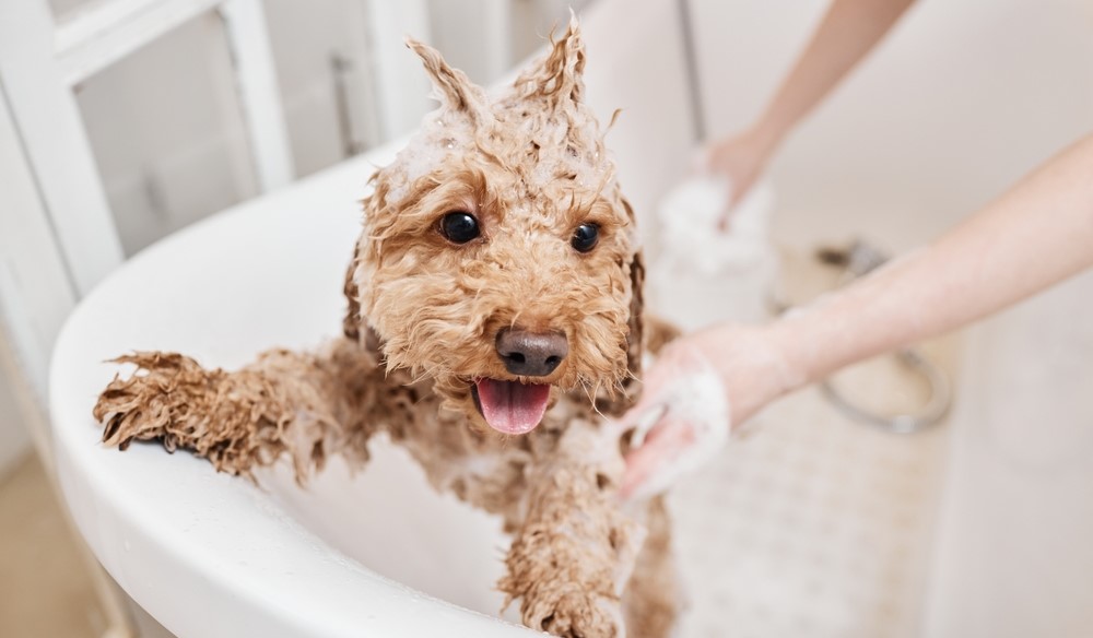 Hond wordt gewassen met hondenshampoo in bad