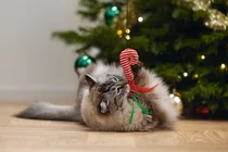 Beeztees kattenhengel kerst catnip - afbeelding 3