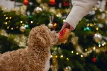 Beeztees kerst donut zonder piep hondenspeelgoed - afbeelding 4