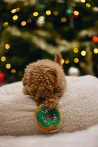 Beeztees kerst donut zonder piep hondenspeelgoed - afbeelding 5