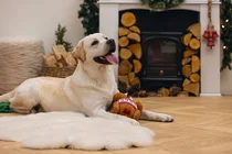 Beeztees kerst kalkoen met touw&piep hondenspeelgoed - afbeelding 2