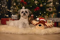 Beeztees kerst knuffel rudolf met piep hondenspeelgoed - afbeelding 2