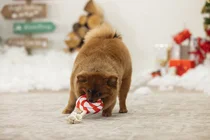 Beeztees kerst lolly met touw&piep hondenspeelgoed - afbeelding 2