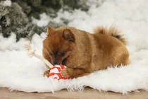 Beeztees kerst lolly met touw&piep hondenspeelgoed - afbeelding 4