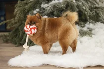 Beeztees kerst lolly met touw&piep hondenspeelgoed - afbeelding 6