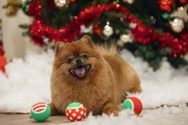 Beeztees kerst tennisballen 3st. zonder piep hondenspeelgoed - afbeelding 3