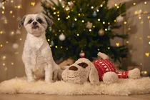Beeztees kerst XL knuffel beige hond&muziek hondenspeelgoed - afbeelding 2
