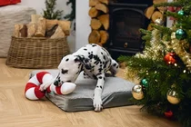 Beeztees kerst zuurstok rood met wit 50cm - afbeelding 2