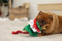 Beeztees kerstboom met touw hondenspeelgoed - afbeelding 5