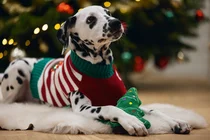 Beeztees kerstboom noel groen zonder piep 20cm hondenspeelgoed - afbeelding 4