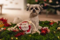 Beeztees kerstman knuffel met touw&piep hondenspeelgoed - afbeelding 3