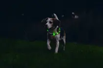 Beeztees veiligheidsband&led lampjes small groen 35cm - afbeelding 2