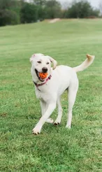 Chuckit breathe right fetch ball medium - afbeelding 3