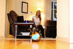 Chuckit indoor ball 12cm - afbeelding 2