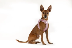 Curli Vest Harness Clasp Air-Mesh Rose 3XS - afbeelding 3