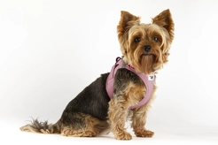 Curli Vest Harness Clasp Air-Mesh Rose S - afbeelding 2