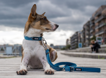 Dog Copenhagen urban freestyle leash small ocean blue - afbeelding 4