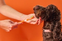 Dogslife Dental kit tandpasta - afbeelding 1