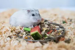Hamster