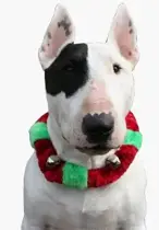 Jingle collar red/green l