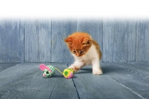 Kong Kattenspeelgoed kitten pom tail mouse - afbeelding 4