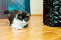 Kong kattenspeelgoed Laser toy - afbeelding 4
