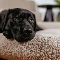 Lex&Max basket New York orthopedisch sand 100x80 cm - afbeelding 3