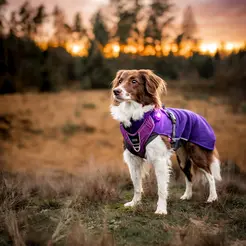 Orbiloc dog dual safety light purple led - afbeelding 3