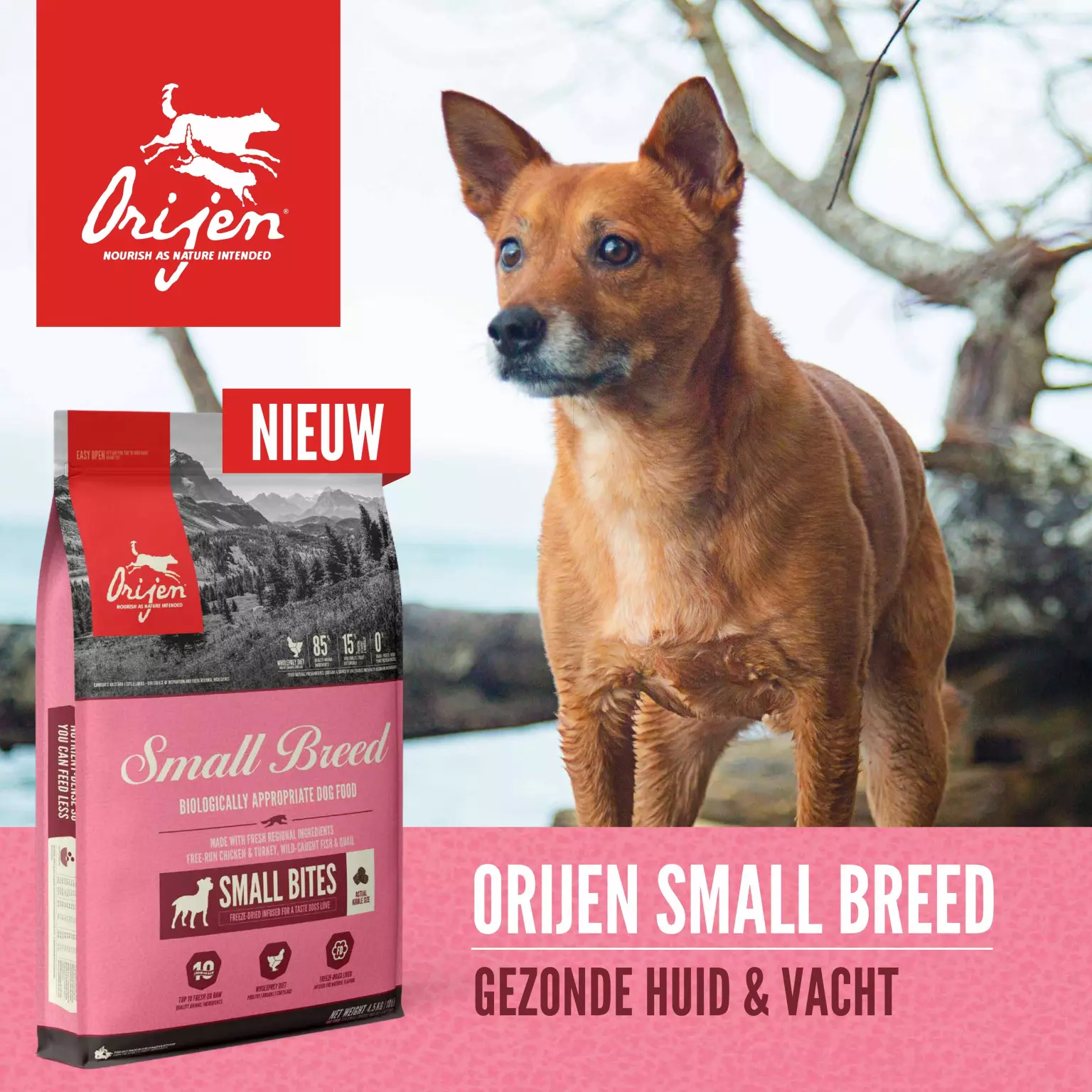 pols ontsnappen lavendel Orijen dog adult small breed whole prey 1,8 kg Hondenvoer - Van Noord's  Dierenvoeders