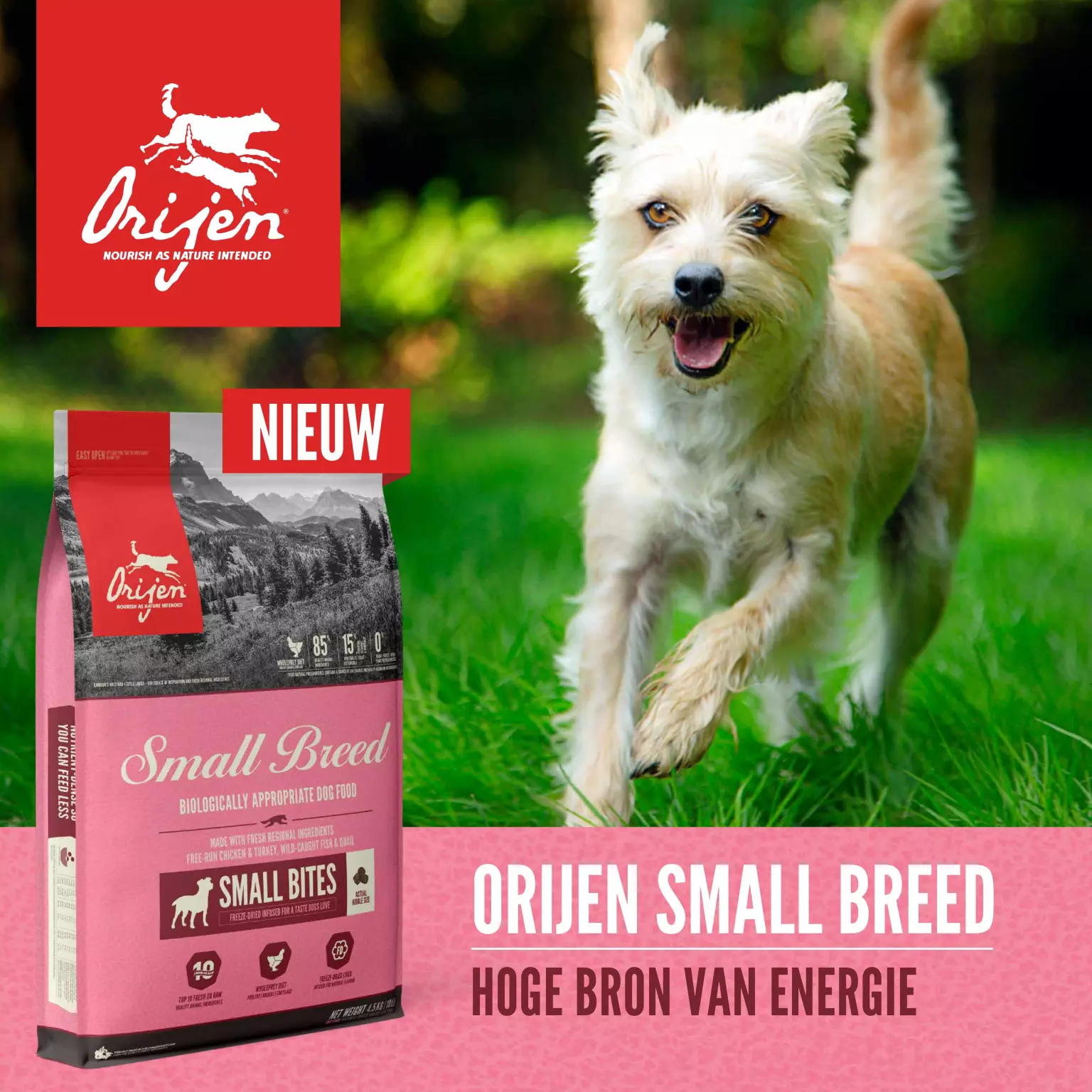 pols ontsnappen lavendel Orijen dog adult small breed whole prey 1,8 kg Hondenvoer - Van Noord's  Dierenvoeders