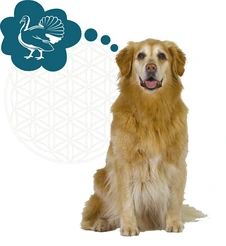 Renkse dog senior graanvrij verse kalkoen 12kg Hondenvoer - afbeelding 4