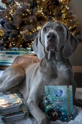 Renske vers kerstdiner kalkoen&cranberry  395 gram hondenvoer - afbeelding 3