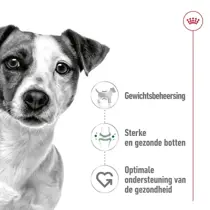 Royal Canin mini adult 2 kg Hondenvoer - afbeelding 3