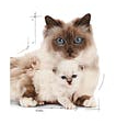 Royal Canin mother&babycat mousse 195 gram kattenvoer - afbeelding 4