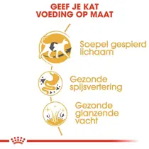 Royal Canin siamese 2 kg Kattenvoer - afbeelding 4