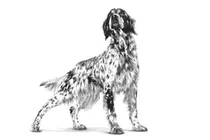 Royal canin veterinary diet sensitivity control 1,5 kg Hondenvoer - afbeelding 3