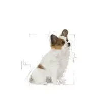 Royal Canin x-small puppy 1,5 kg Hondenvoer - afbeelding 3