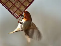 SuetToGo hi energy suet cake insecten 280 gram - afbeelding 4