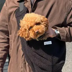 WOOFWOOF draagzak zwart verstelbaar - afbeelding 4